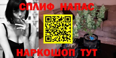 сатива Новозыбков